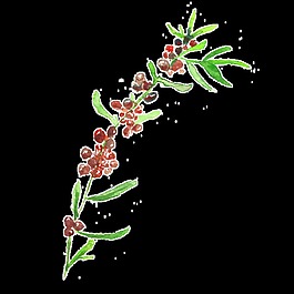葡萄樹枝卡通水彩透明素材