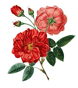 紅色花朵花蕾png元素素材
