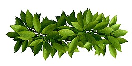 一串綠色豆角png元素素材