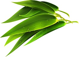 綠色水滴竹葉png元素素材