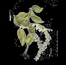 手繪丁香花花苞png透明素材
