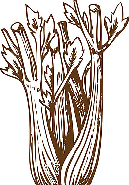 素描芹菜元素素材