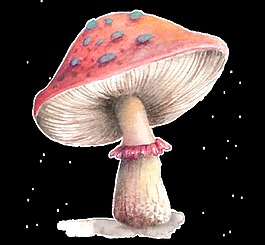 野外蘑菇卡通透明素材