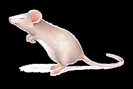 老鼠卡通透明素材