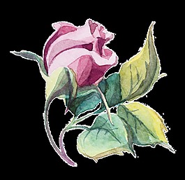 生長花卉卡通透明素材