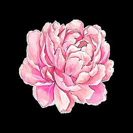 絢麗粉色花卉卡通透明素材