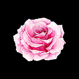 鮮花透明素材