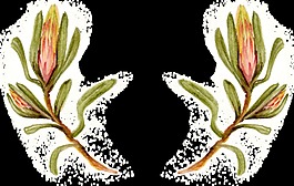 農(nóng)作物植物卡通透明素材