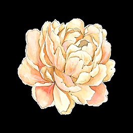 高貴花卉卡通透明素材