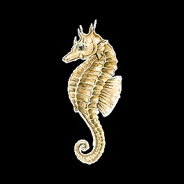 海洋生物海馬卡通透明素材