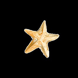 海星卡通透明素材