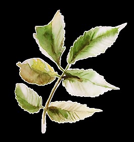 枯萎樹葉卡通透明素材