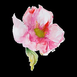 粉色綻放花卉卡通透明素材