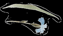 清新盛開(kāi)藍(lán)色花卉卡通透明素材