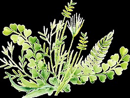 綠色夢(mèng)幻植物卡通透明素材