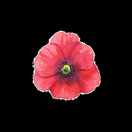 紅花透明素材