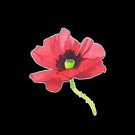 綻放紅花透明素材