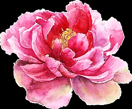 立體粉色優(yōu)雅花卉卡通透明素材