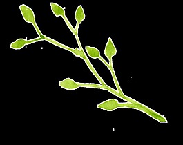綠葉發(fā)芽卡通透明素材