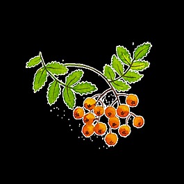 植物結(jié)果卡通透明素材