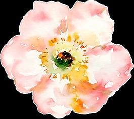 開放花卉卡通透明素材