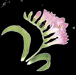 紫金铃卡通透明素材
