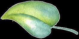 樹(shù)葉透明素材