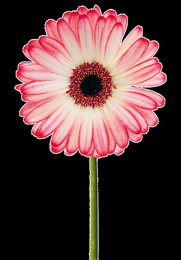 清香花卉卡通透明素材