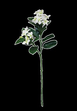時(shí)尚潔白花卉卡通透明素材