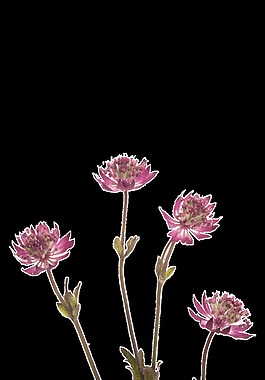 茂盛的花卉卡通透明素材