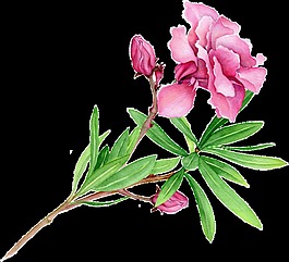 芬綠花枝卡通透明素材