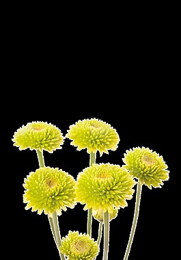 黄色菊花透明素材
