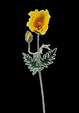 創(chuàng)意黃色花卉卡通透明素材