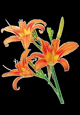 燈籠紅花卡通透明素材