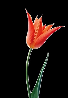 烈焰花束卡通透明素材