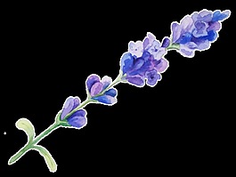 彩紫花束卡通透明素材