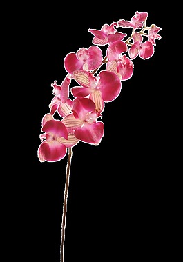 蝴蝶花樹卡通透明素材