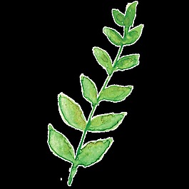 黃花枝葉卡通透明素材