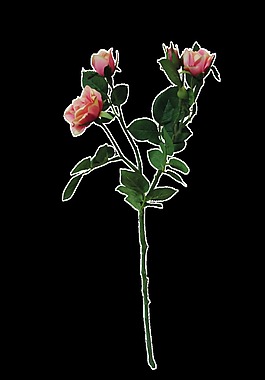粉嫩花束卡通透明素材