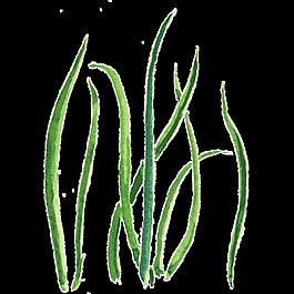 碧綠海草卡通透明素材