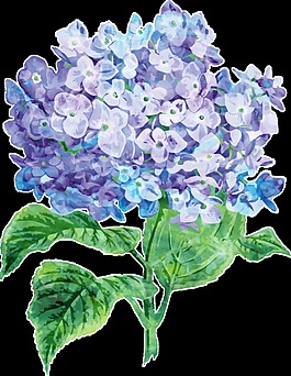 紫兰花蕊卡通透明素材