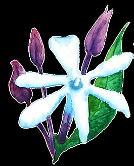 水藍(lán)花瓣卡通透明素材