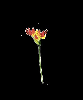 紅火花葉卡通透明素材