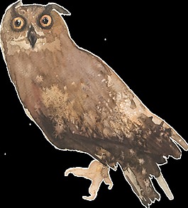 活潑貓頭鷹卡通透明素材