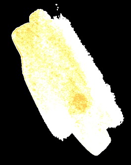 金黃花瓣卡通透明素材