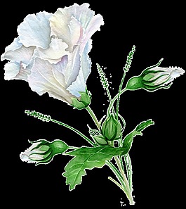 水藍(lán)花葉卡通透明素材