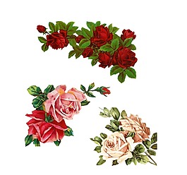 清新粉色牡丹花元素