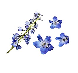 清新藍色花朵元素