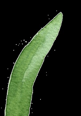 芭蕉扇葉卡通透明素材