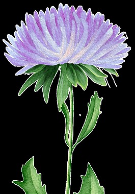 盛世花束卡通透明素材